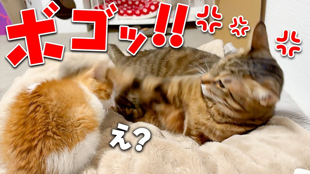 【説教】生まれて初めて先住猫から猫パンチされてしまい、しょんぼり落ち込んでしまう子猫
