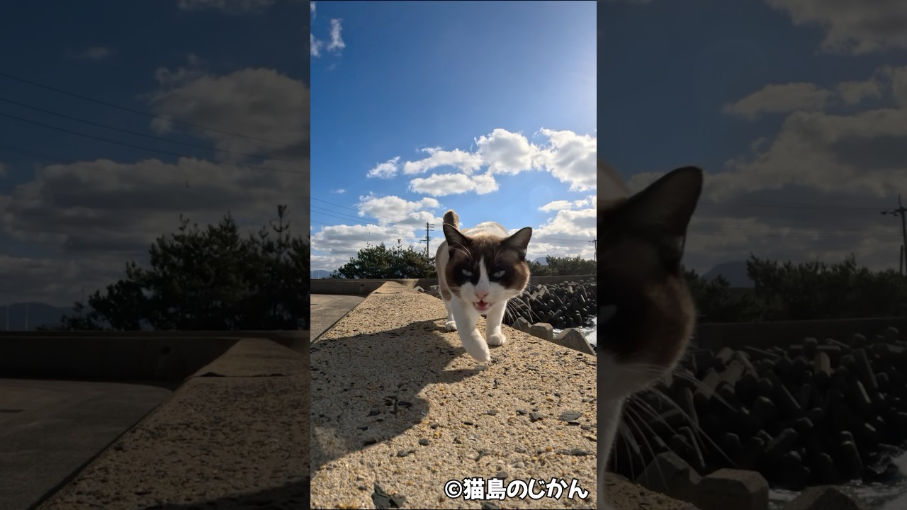 防波堤のシャムお