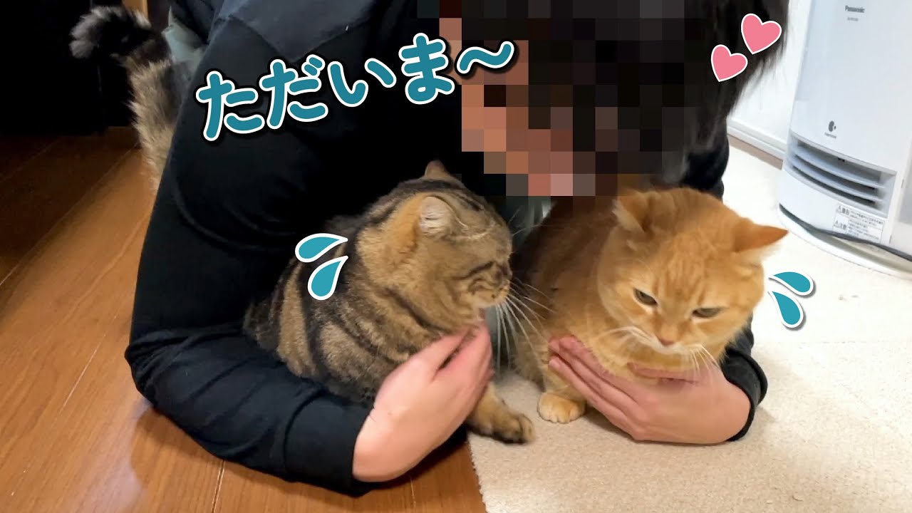 ３日ぶりに帰ってきたパパをお出迎えする甘えん坊猫が可愛すぎた！