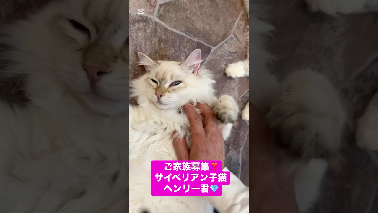 日テレ放送！7万円割引😻対象😻#サイベリアン の#子猫 💎金髪&ブルーアイのヘンリー君😻#吉祥寺 の#ロイヤルキャッツでご家族募集中です！#ペットショップ