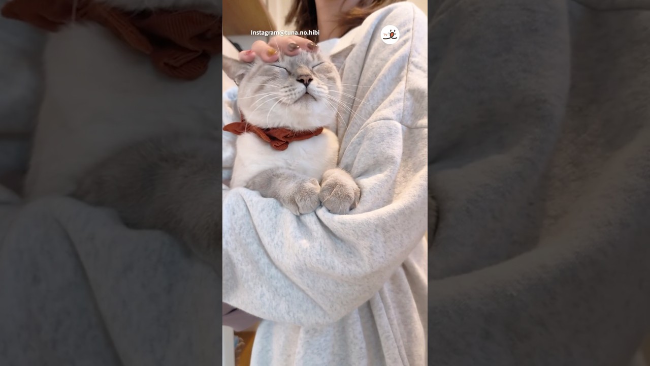 抱っこが大好きなつなちゃん｜PECO #保護猫 #シャム猫 #シャムミックス #シャムトラ #愛猫家 #rescuedcat #siamese #catlover