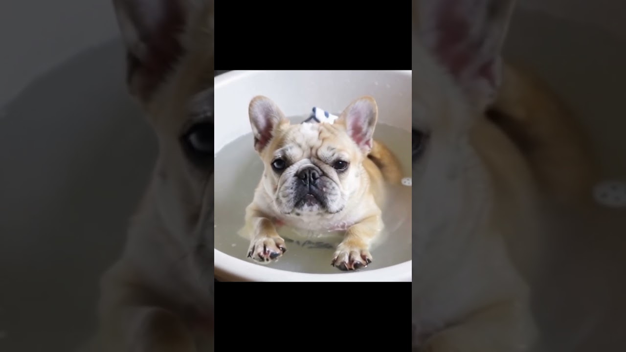 【癒し】お風呂が好きなフレンチブルドッグ2