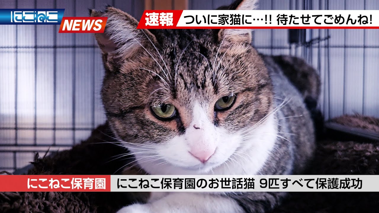 【にこねこ速報】ついに家猫へ...！こいしおコンビ保護