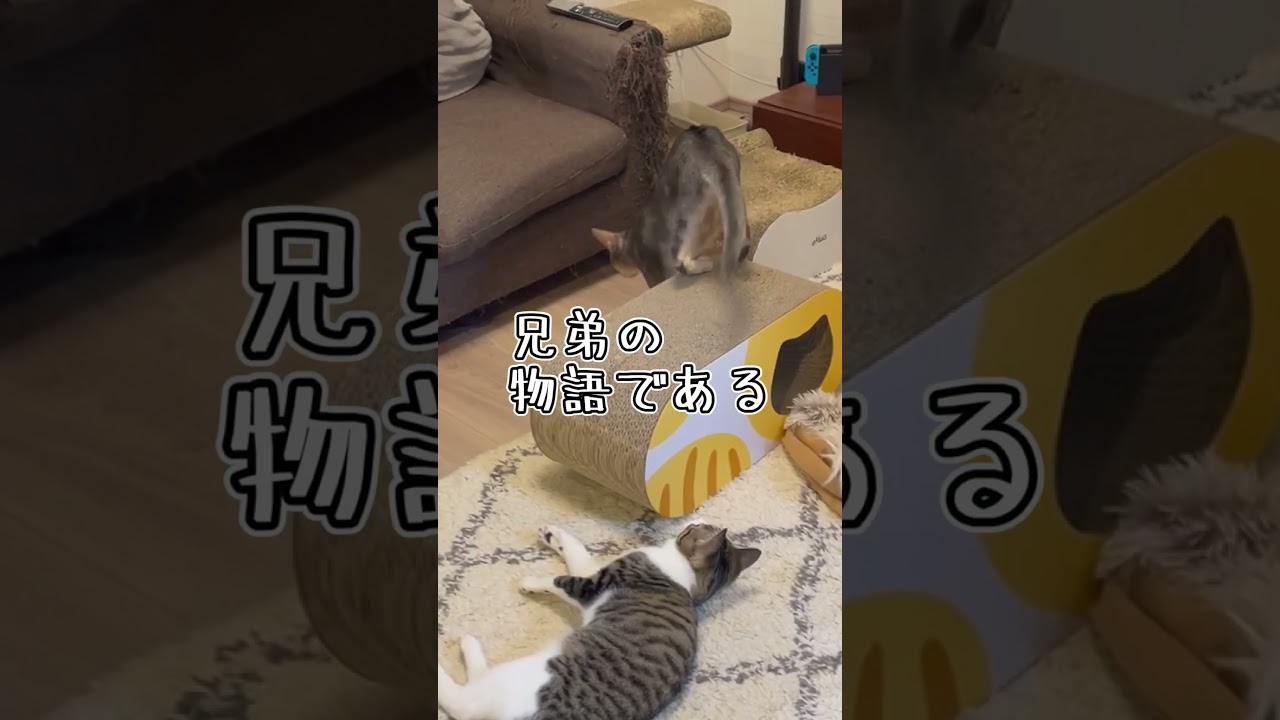 ニャン斗の拳6 #shorts #猫 #アビシニアン