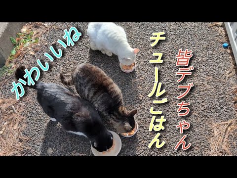 ミニストップのらねこ皆太ってます並んで食べる姿はかわいいNo.25