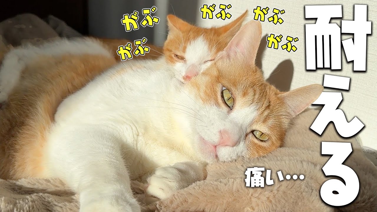 子猫に何をされても絶対に怒らない先輩猫たちが優しすぎました…