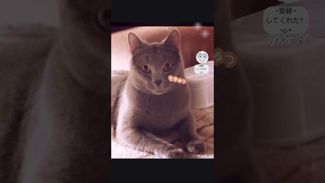 【もきゅっ】猫 のあくび直前のお顔が好きすぎる…w Just before yawn. #猫 #cat #シャルトリュー #chartreux #猫ショート #catshort #yarn