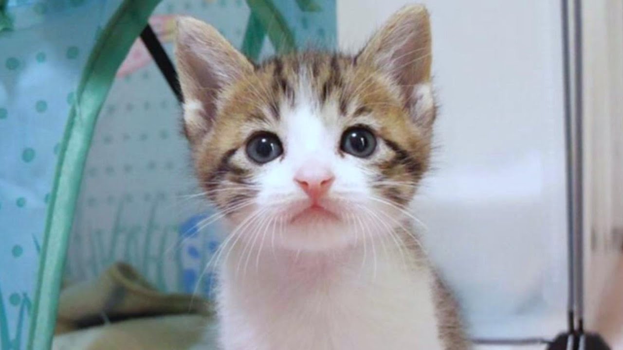 この子猫が逆立ち歩きをしちゃいます【赤ちゃん猫　保護猫】