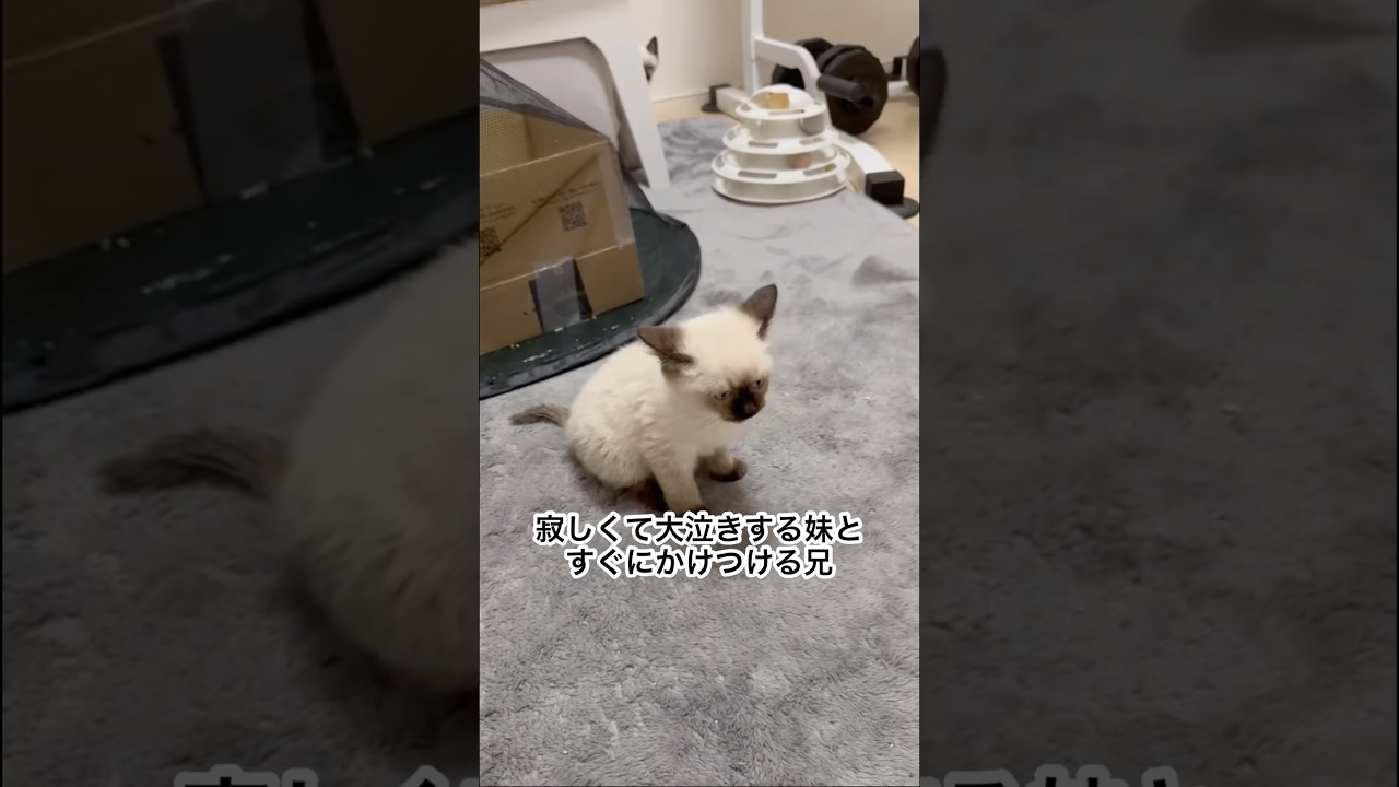 寂しがり屋な妹猫 #猫 #シャム猫 #ぬこ #猫のいる暮らし #にゃんこ #shorts