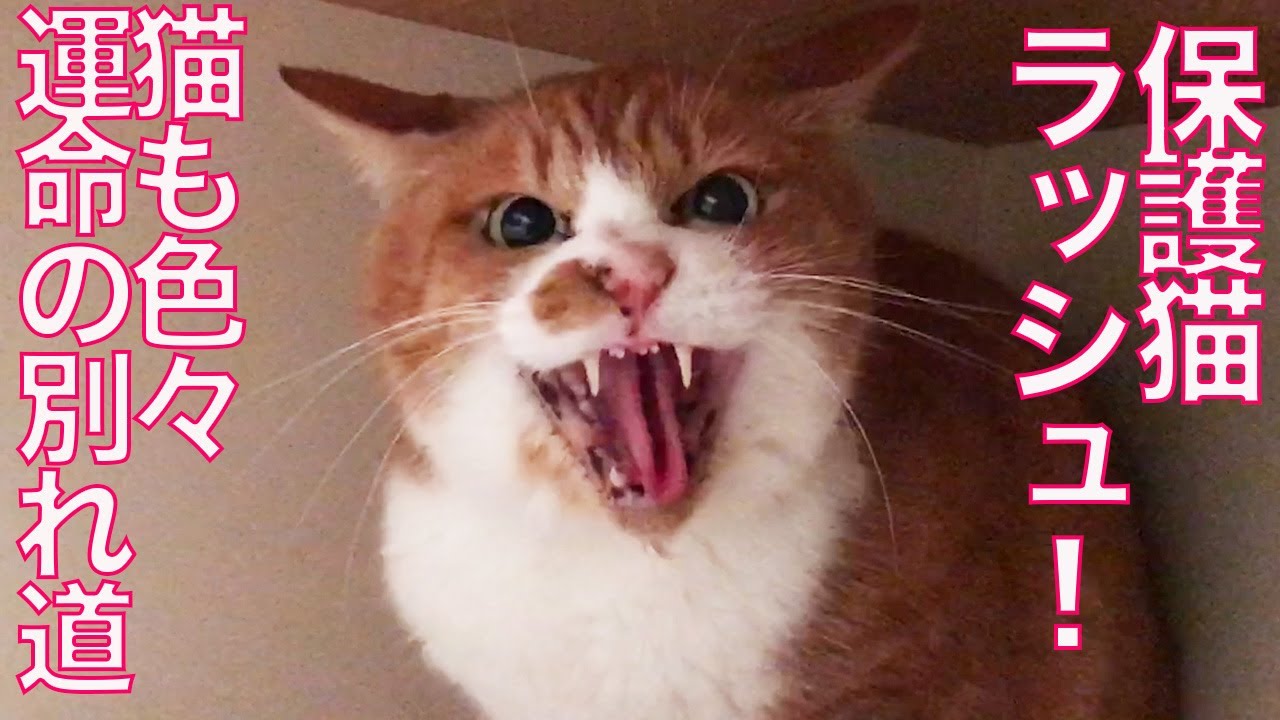ブチ切れ女王猫、更なる預かり猫が来襲する　The furious queen-cat and the other rescued cat 'Sora'