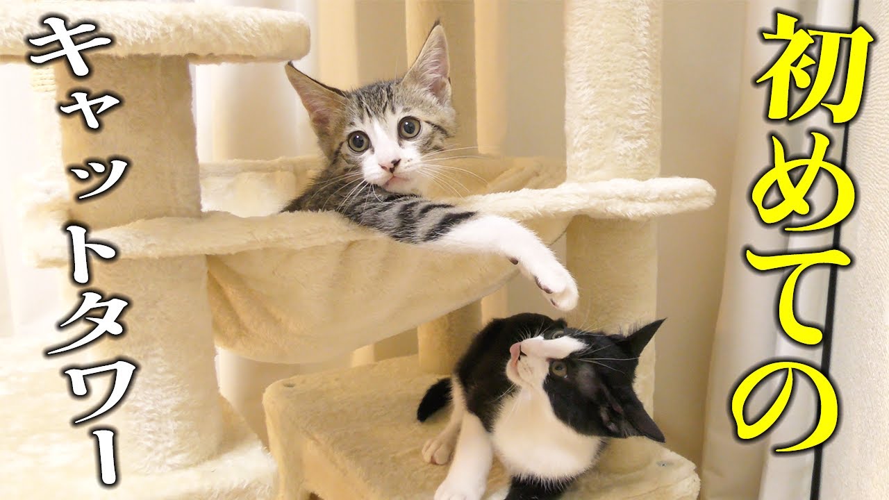 子猫たちにキャットタワーをプレゼントしたら大喜びしてこうなっちゃいましたww