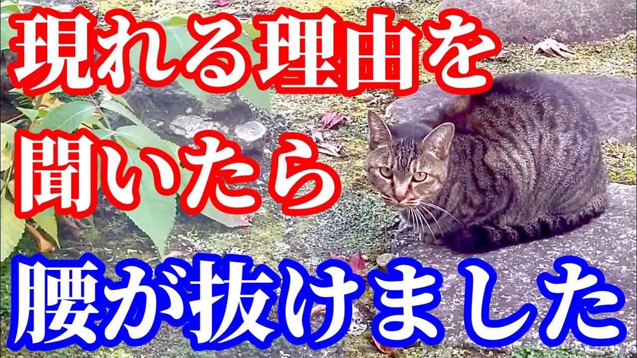 この野良猫が我が家に来るとんでもない理由が判明しました