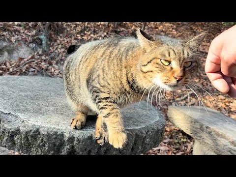 届かなかったら猫手伸ばしてモフり寄せる超甘えん坊猫ニャッハー