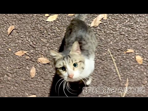 歩くのを遮ってゴロゴロ甘えてくる野良猫が可愛すぎる