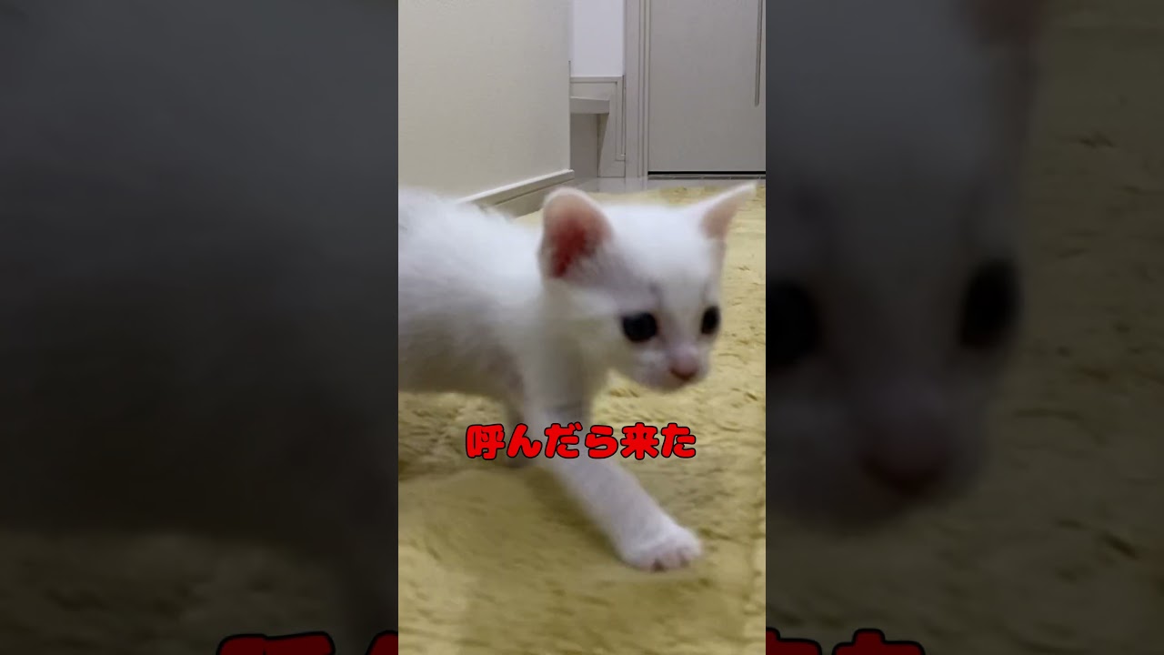 呼ぶと駆けつけてくる赤ちゃん猫が可愛い