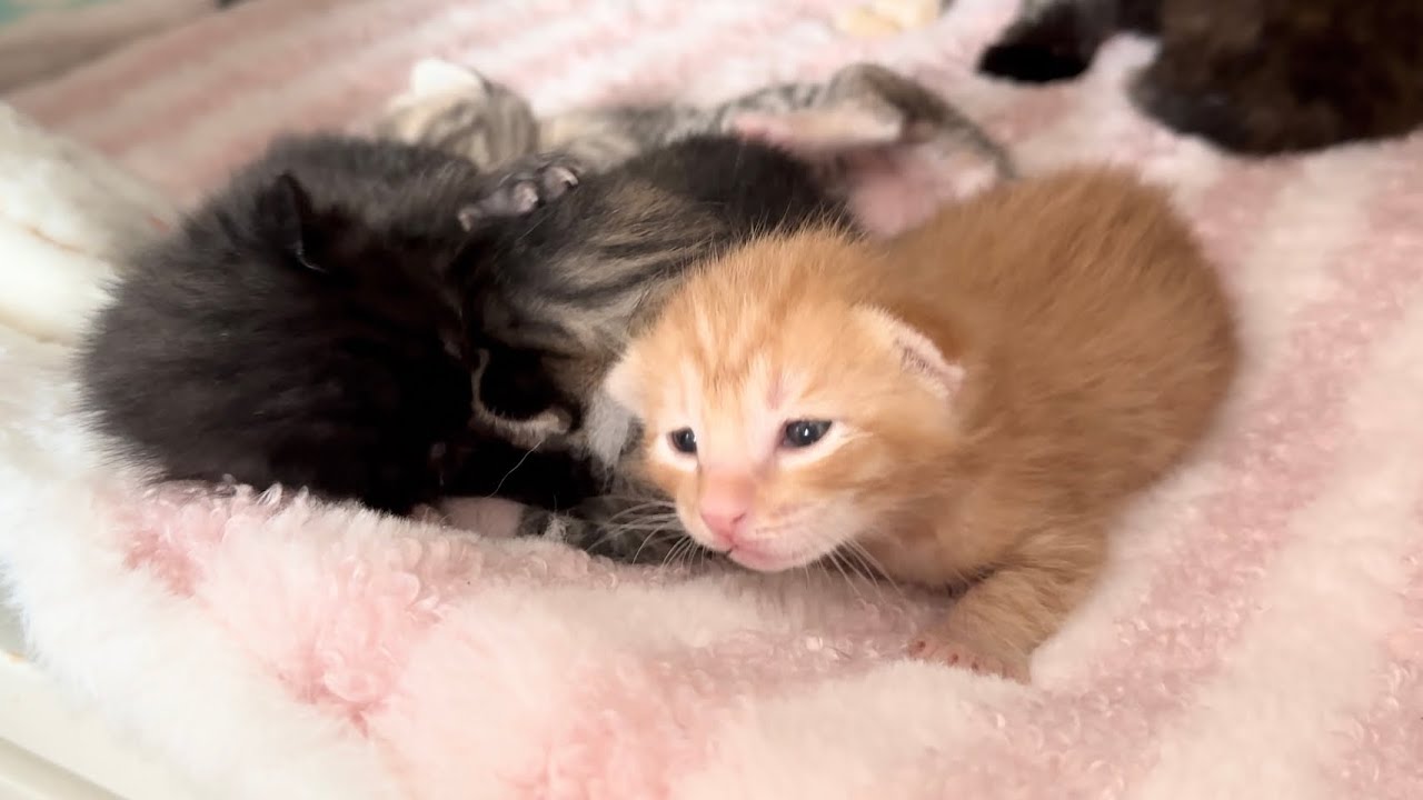 生後10日 目が開いたばかりの赤ちゃん猫【ラプ保護物語#16】Baby cat with newly opened eyes 子猫