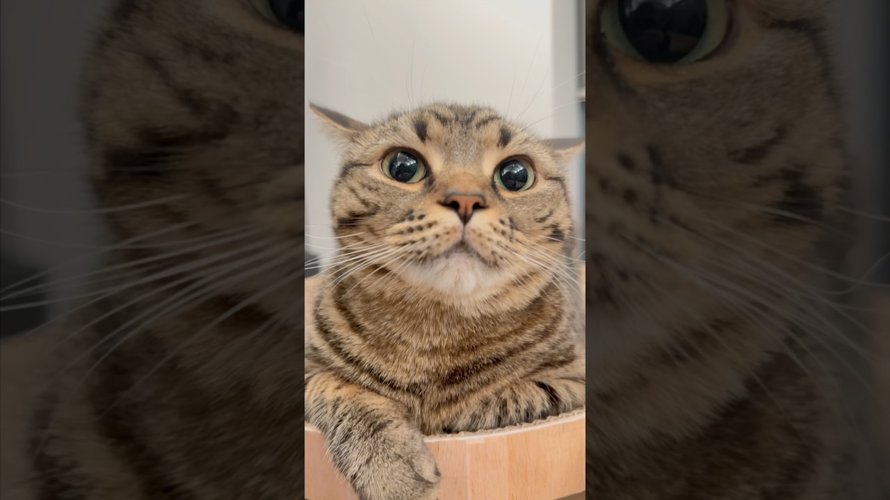 【猫動画】飼主帰宅時の猫たちの反応が可愛すぎる!! #shorts #猫 #cat