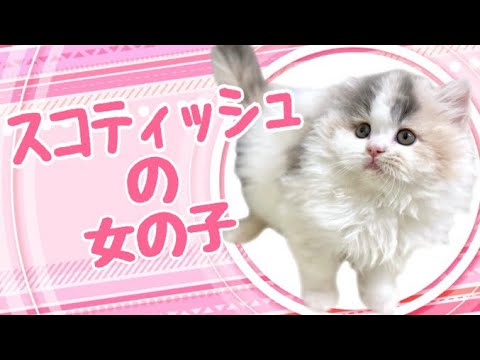 スコティッシュフォールドの子猫　（中之島）