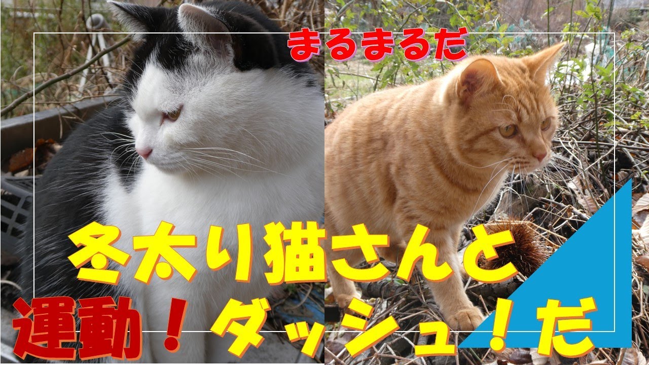 年末年始の仕事が終わり、体重オーバー気味の猫さん達と運動してきました。こんなお天気は珍しいので猫さんも大喜びにゃ(=^・^=)