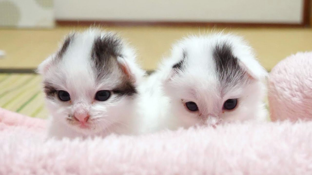 かわいい豆大福子猫が並んでいました【赤ちゃん猫　保護猫】