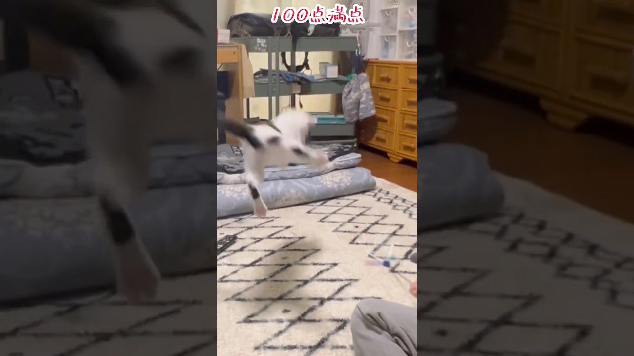 【面白】赤点だらけの毎日でも。ミルクの全力！＃ねこ＃cat＃shorts#cat #保護猫 #ねこ