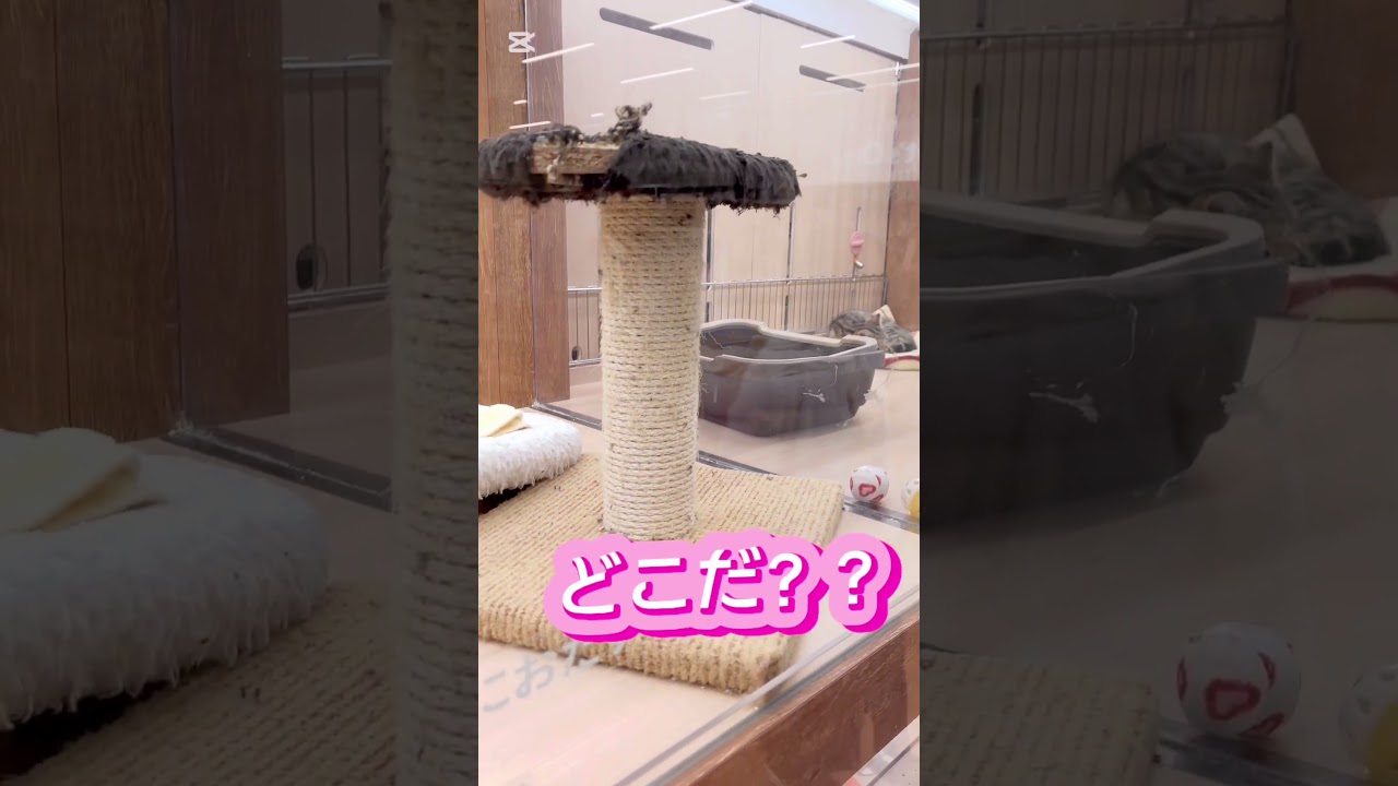 寝落ちにゃんこ　#shorts#pets#cat #サイベリアン #ペットショップ＃ペッツワン城山店