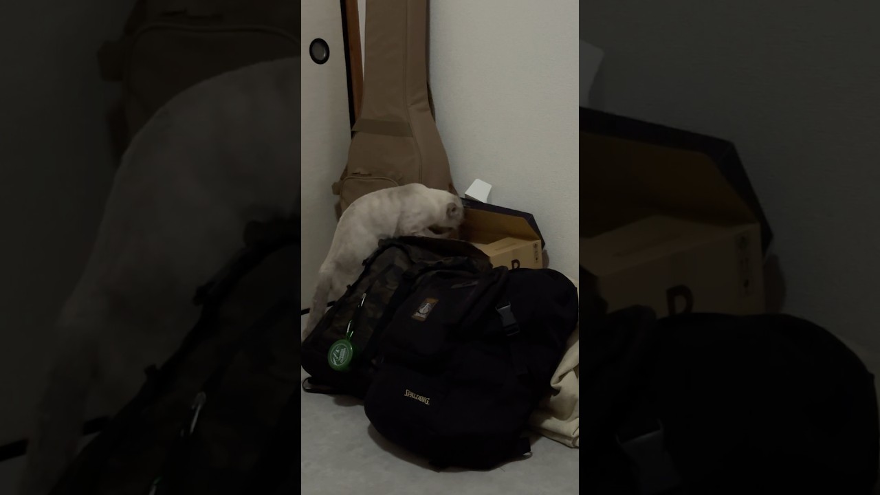 朝5時のゴソゴソ音の正体はコチラです　#元保護猫 #シャムトラ #シャムミックス #cat #猫耳 #kitten #シャムmix #猫耳 #siamese mix