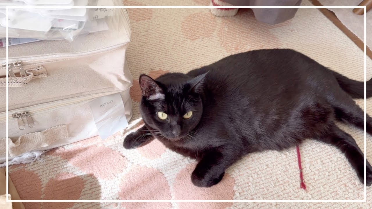 ご飯食べてまったり過ごす黒猫のすずちゃんとロシアンブルーのノアちゃんです。