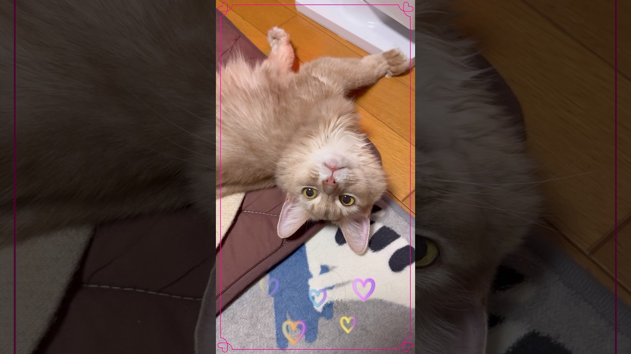 あざと可愛い角度で見てくる猫#shorts #猫#ソマリ