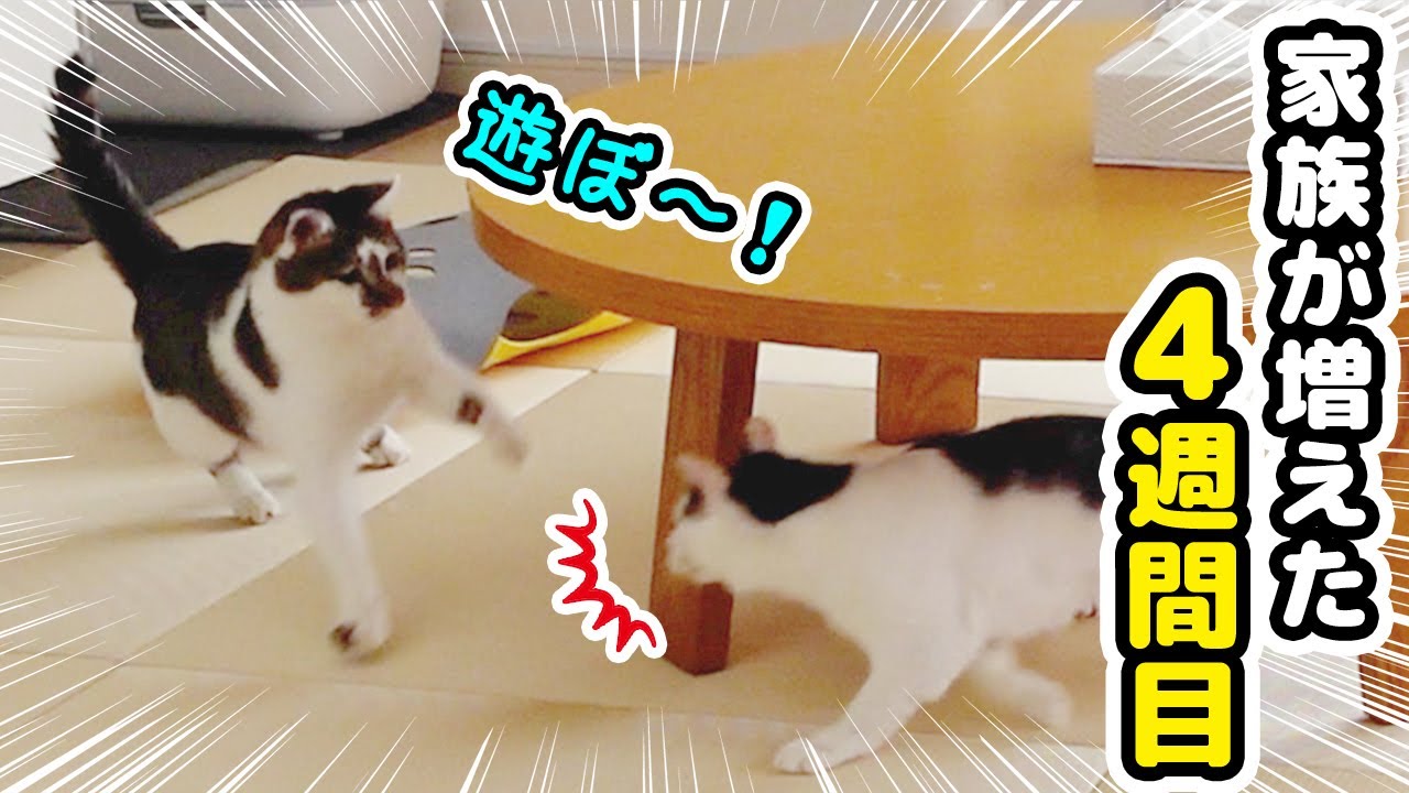 仲良く遊びたいけれど、遊び方がかみ合わない兄弟猫
