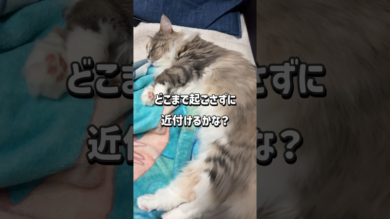 爆睡中の猫　#ノルウェージャンフォレストキャット