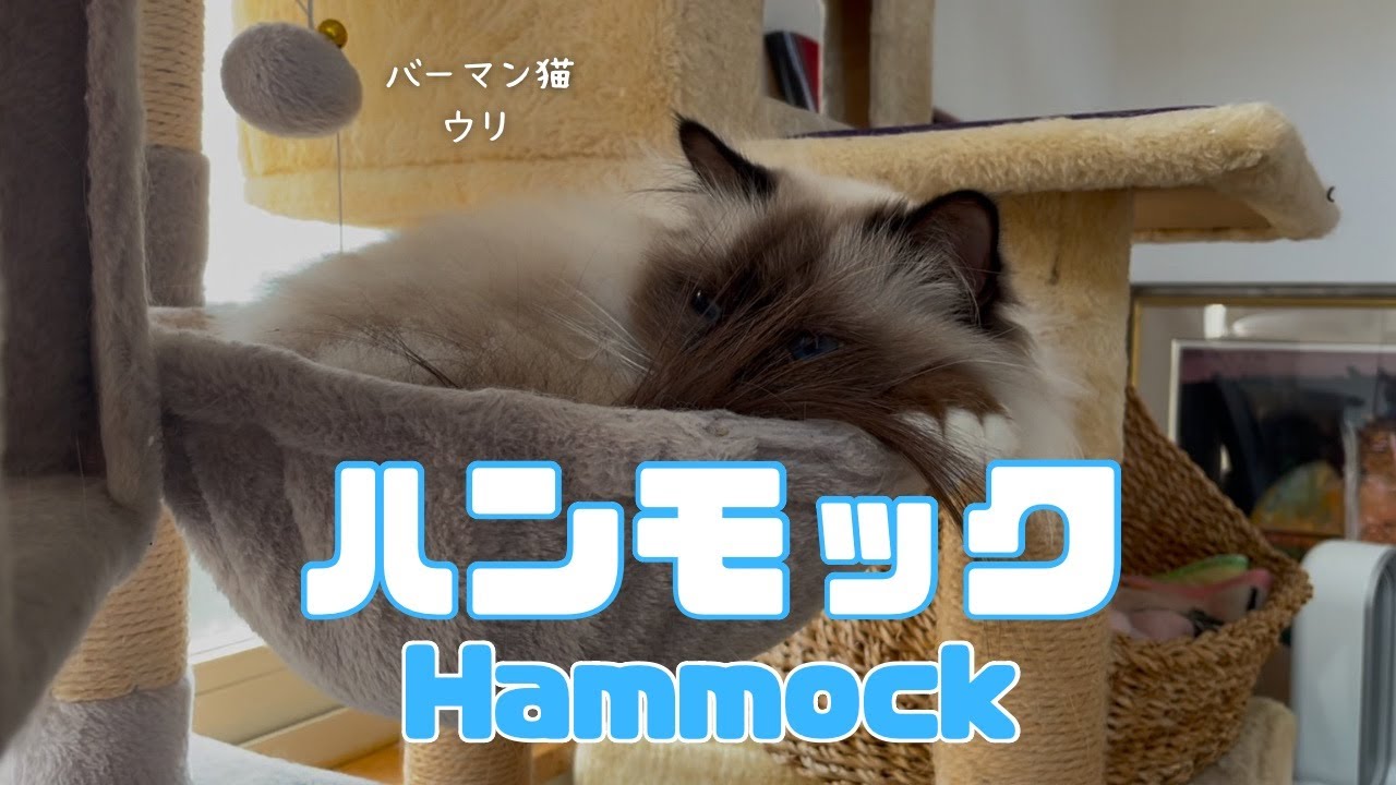 バーマン猫ウリ【ハンモック】Hammock（バーマン猫）Birman/Cat