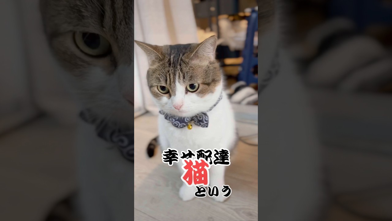 幸せ配達猫やらさしてもろてます📦😹❤️ #ねこ #ねこ動画 #幸せ配達猫 #猫のいる暮らし