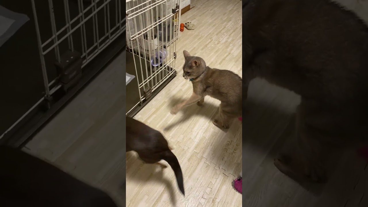 犬小屋に入りたい猫 阻止する犬 #shorts  #チワワ #アビシニアン