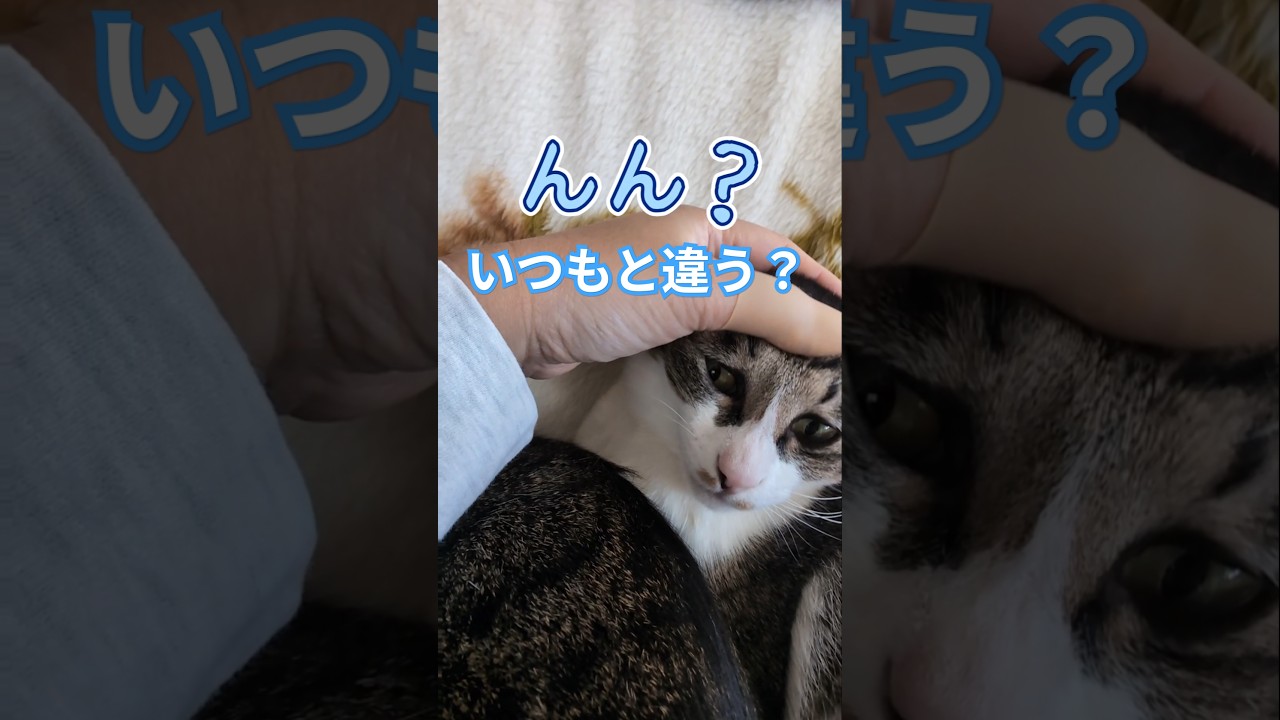 違和感を覚えるねこ #かくまる #cat #ねこ #猫