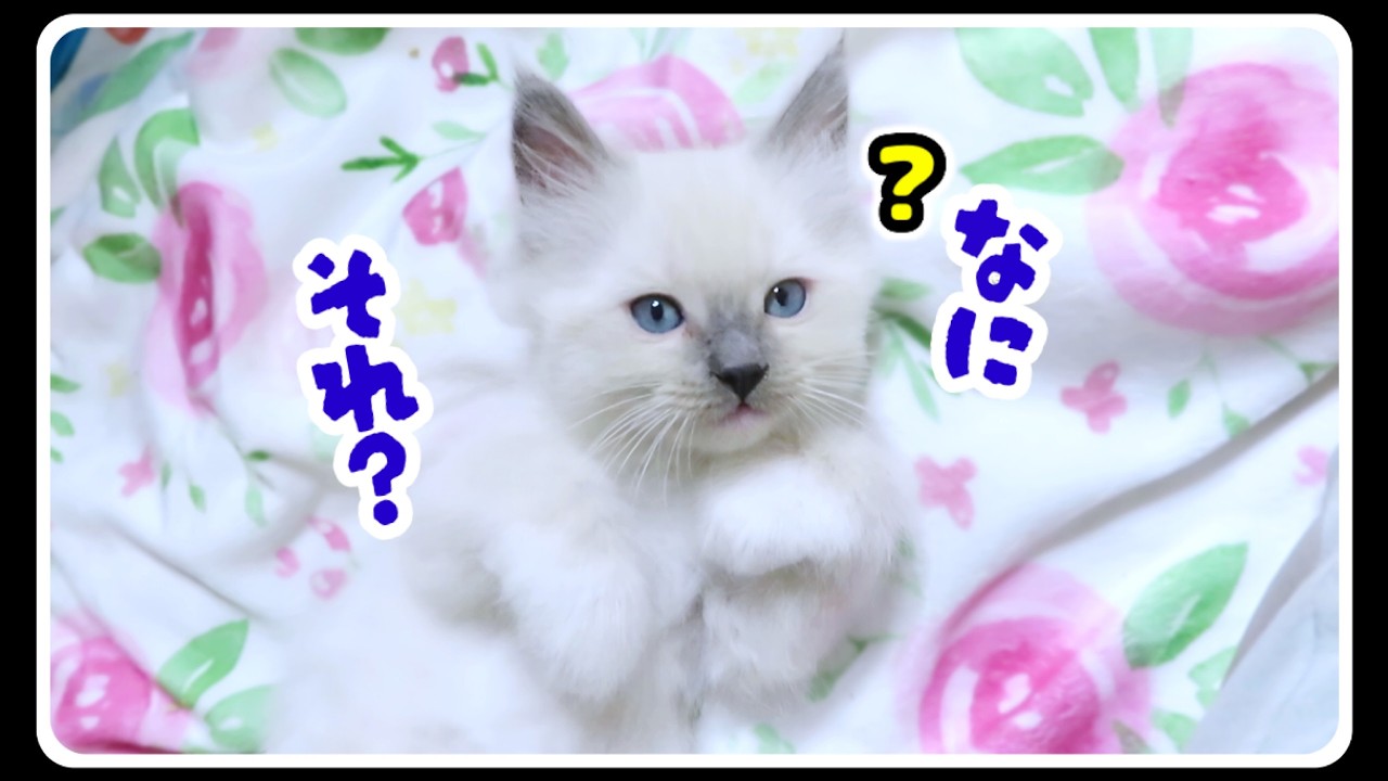 【生後50日目・頑固な母猫】 イケメン子猫に“こちょこちょパー“したらこうなりましたww #猫 #ラグドール #子猫
