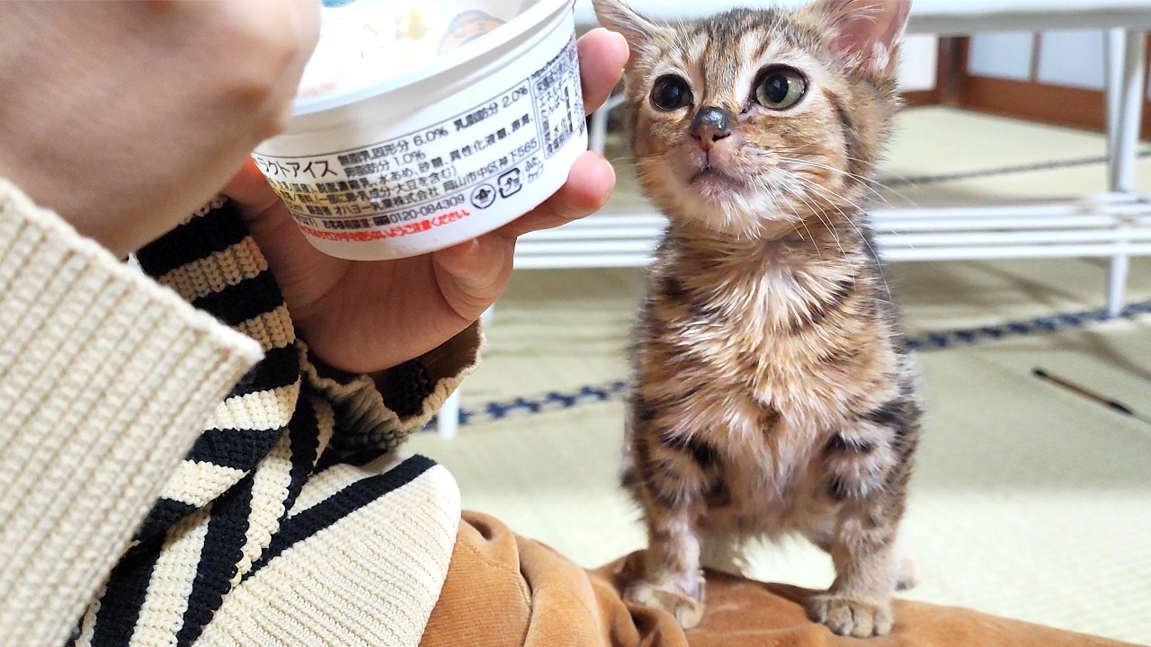 生後５ヵ月半、FIPと糖尿病を患う子猫の一日に密着