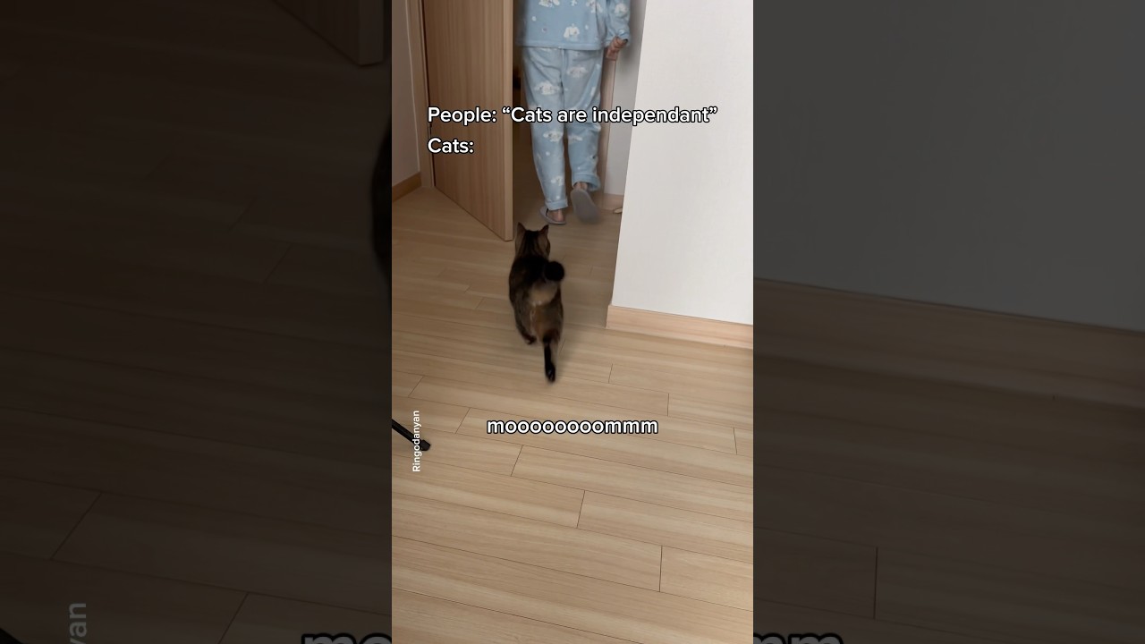 I'll be following Mom around again next year!😻 #shorts #cat #funny
