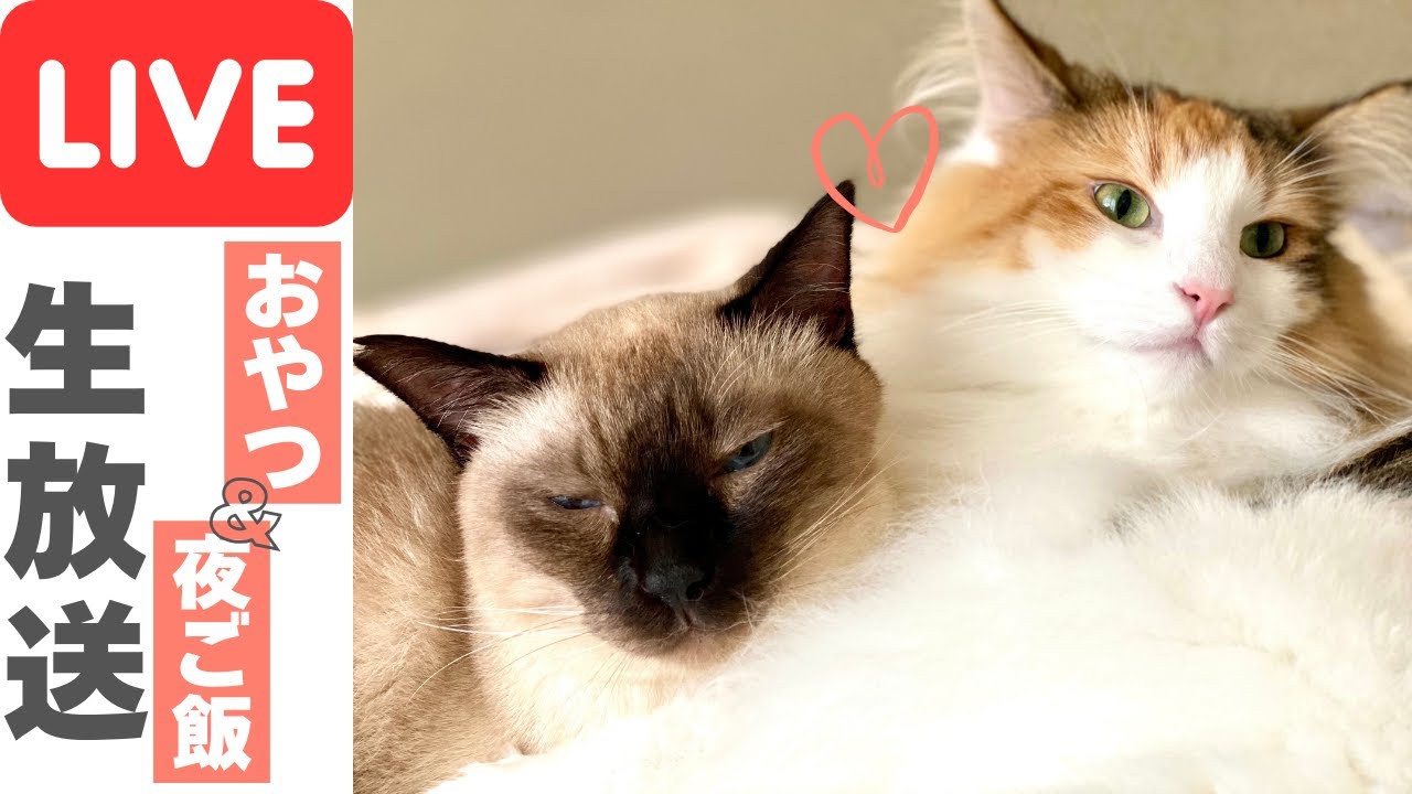超久々！保護猫＆北欧猫のおやつ＆ごはんタイム垂れ流し生放送！カレンダー全見せも【シャム猫/シャムミックス＆北欧猫/ノルウェージャンフォレストキャット】#cat #japanesecat