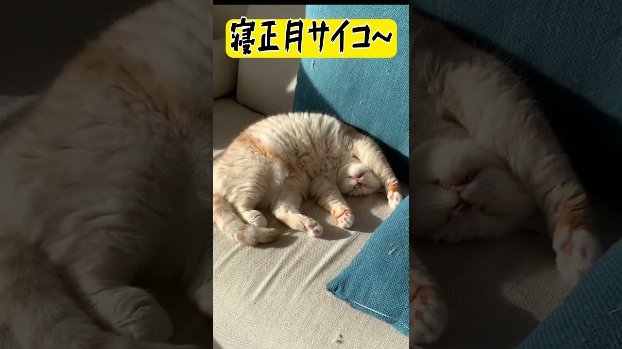 満腹から起きられない猫＃スコティッシュフォールド