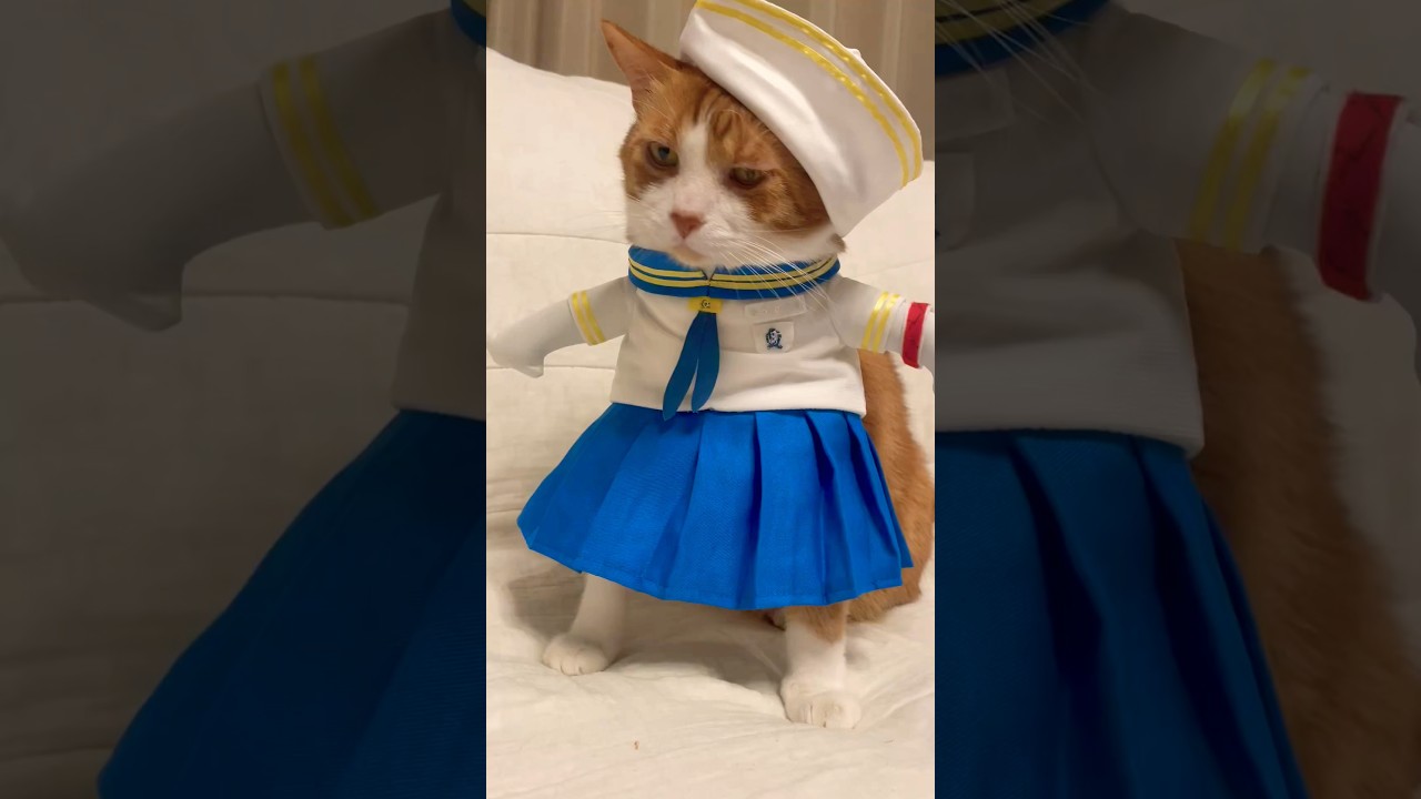 完全無敵の猫アイドルだぞっ！#ねこ動画 #b小町 #完全無敵のアイドル