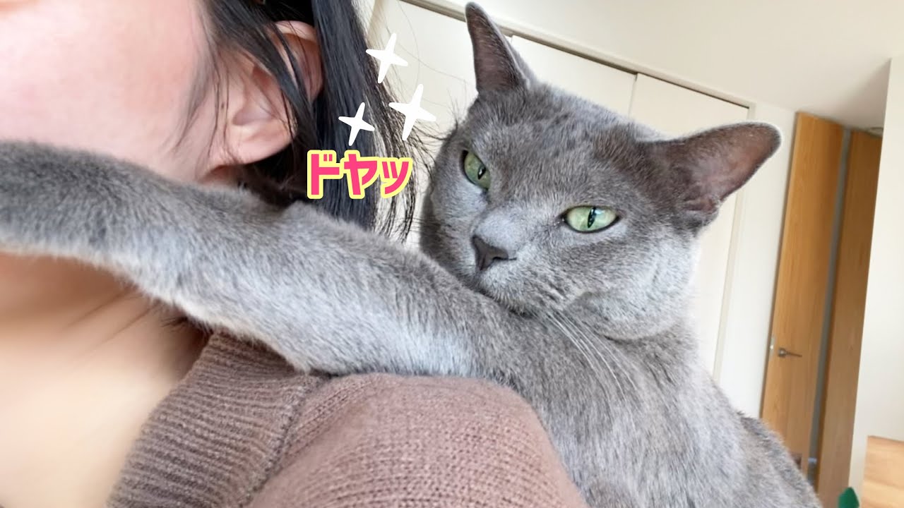【肩乗り猫】ドヤ顔で飼い主に乗る甘えん坊ロシアンブルー