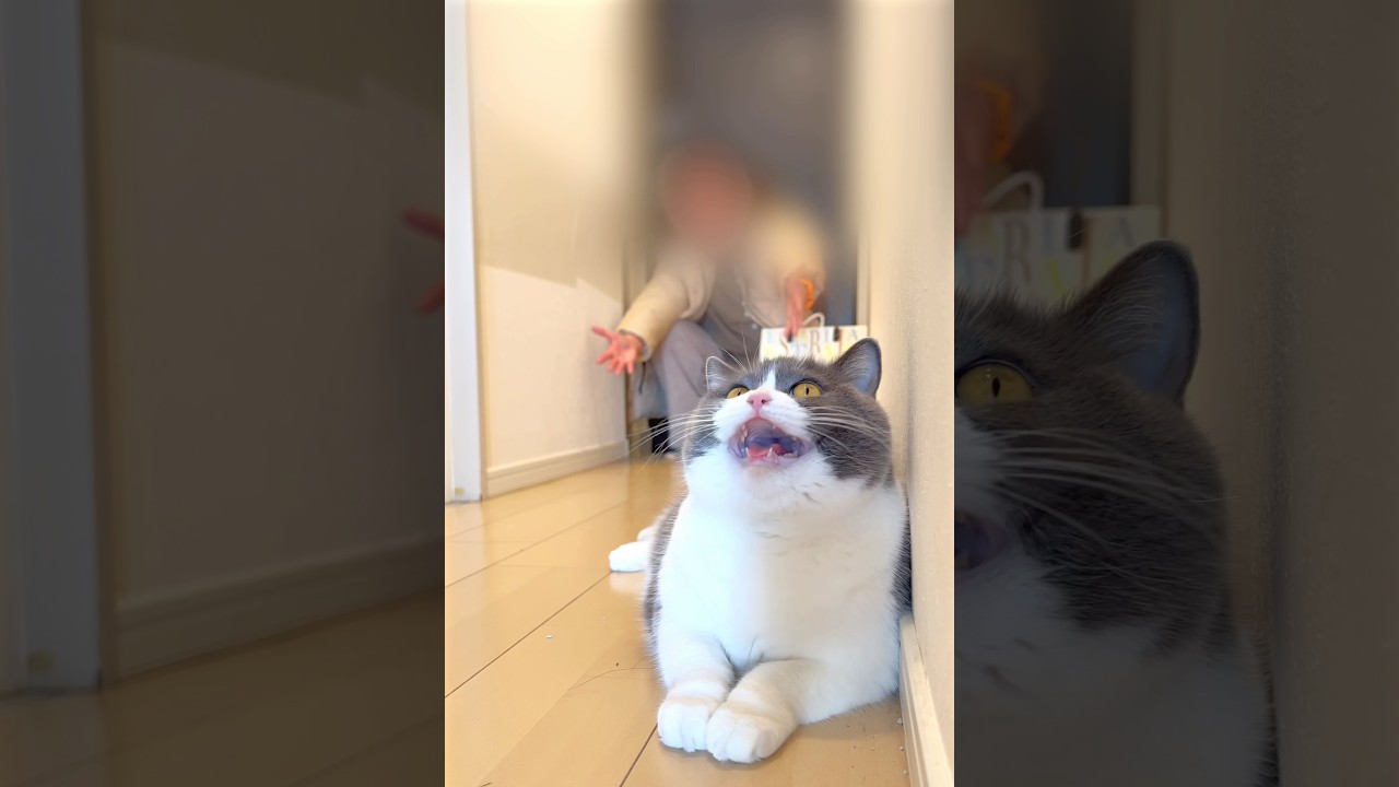 おもてなし猫！？ #猫 #cat #ブリテッシュショートヘアー #猫のいる暮らし#おもてなし  #ねこ #cute #shorts