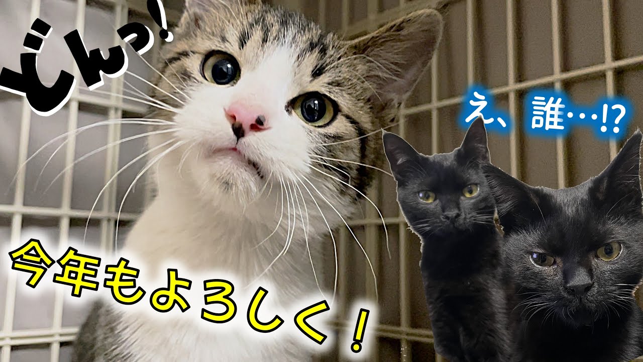 【緊急保護】冬空の下で生きる…4か月の子猫じゃ放っておけねえ…！