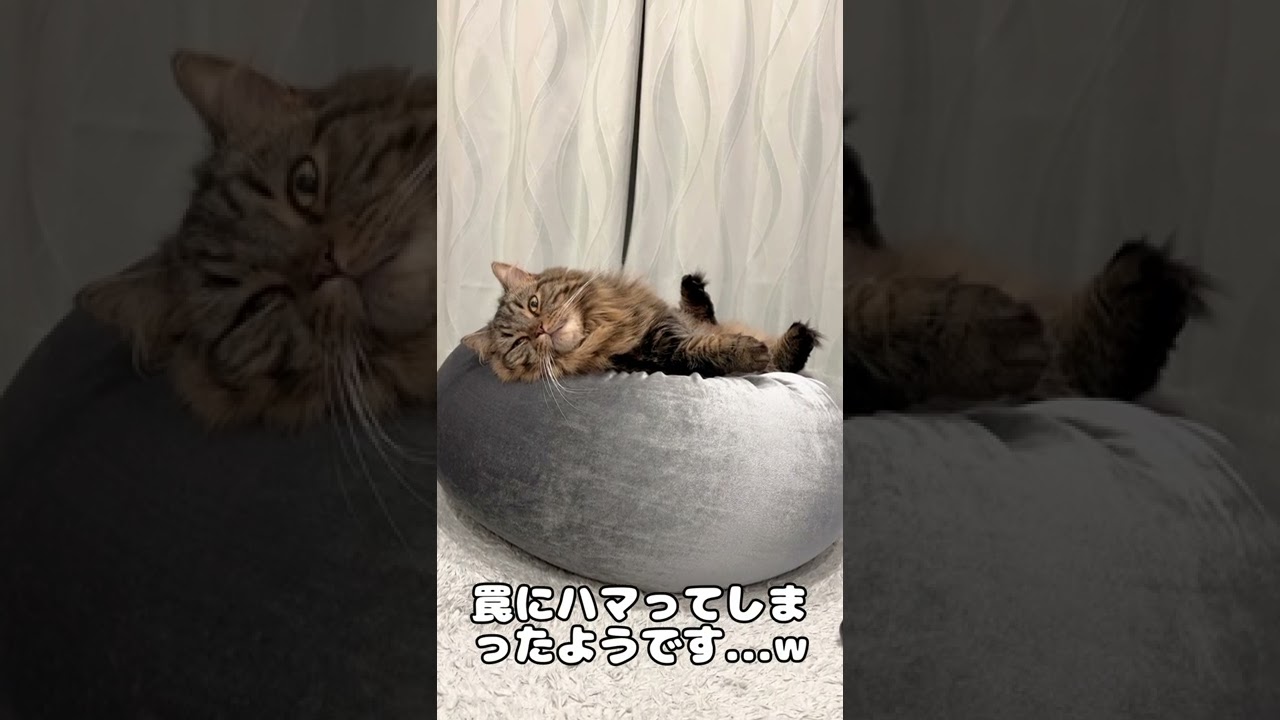 猫をダメにするクッションにまんまとやられる【マンチカンのアーサー】 #Shorts