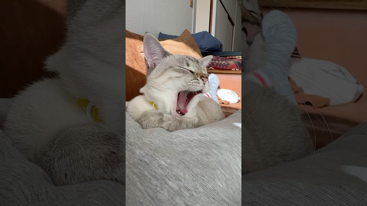 寝正月を満喫する猫　#元保護猫　#シャムトラ　#シャムミックス　#cat #猫耳 #kitten #シャムmix   #猫耳 #猫の寝正月