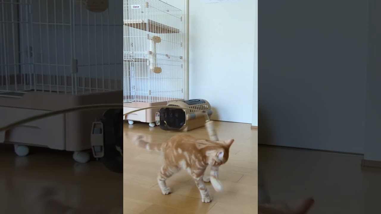 ねこじゃらしで遊ぶ 生後7ヶ月 #アメリカンカール