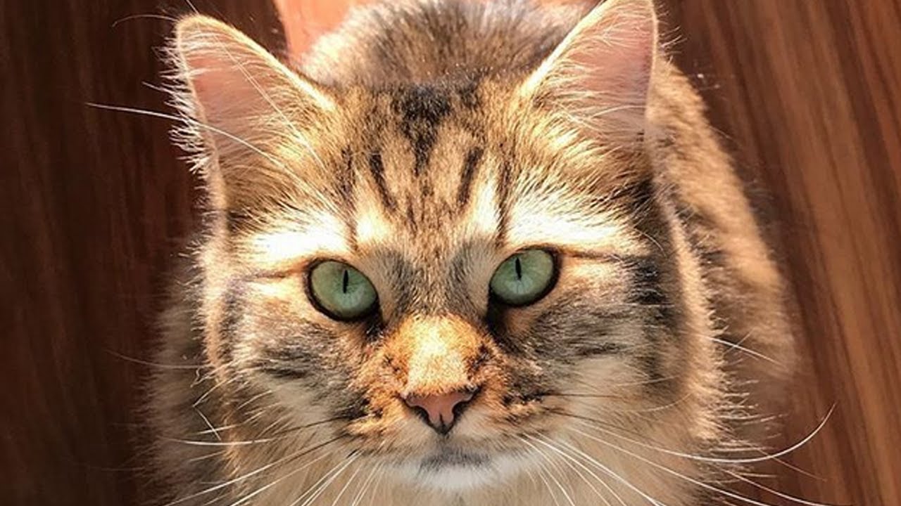 Meet Hazel, The Gorgeous Tailless Cat With Manx Syndrome Who Found A Wonderful Home