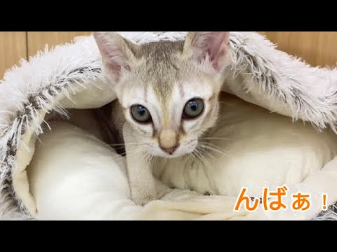 2025.1.4ふかふかベットで遊んで寝るシンガプーラちゃん♡