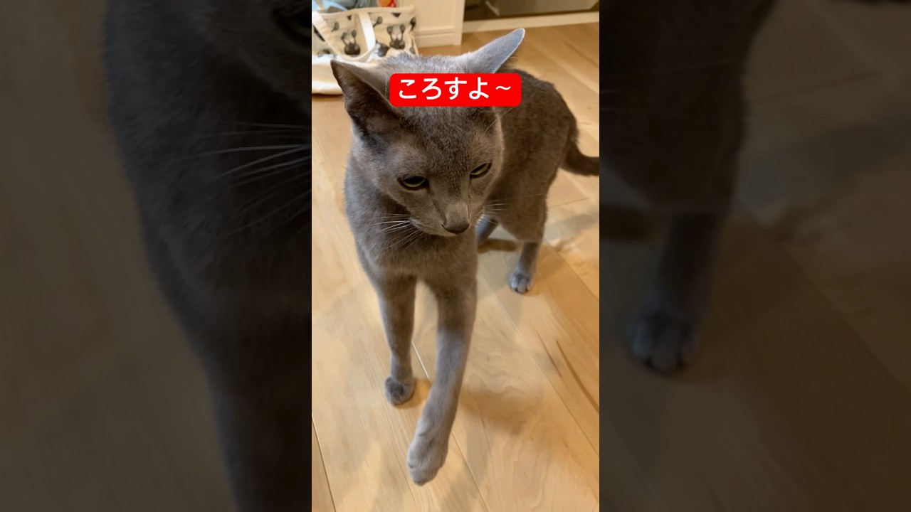 今日も怒る猫ちゃん#ロシアンブルー #猫